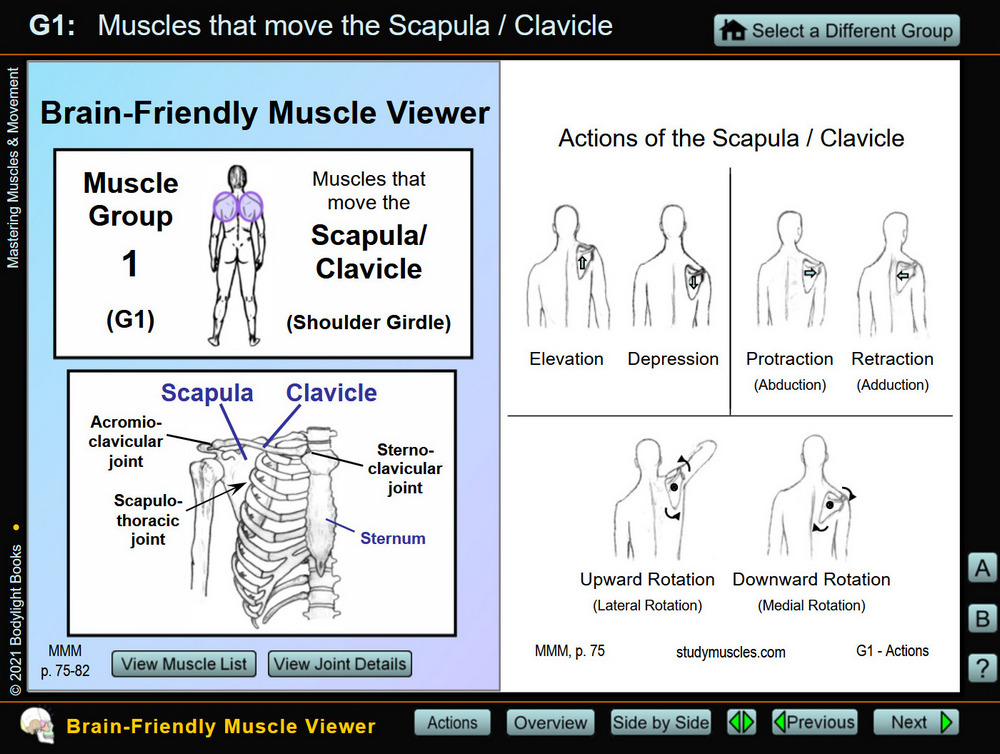 Top screen for the Muscle Group