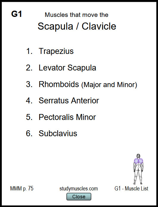 List of muscles in the Muscle Group