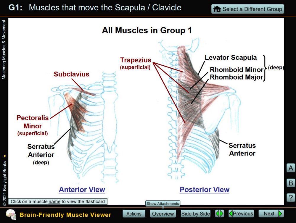 Overview of muscles