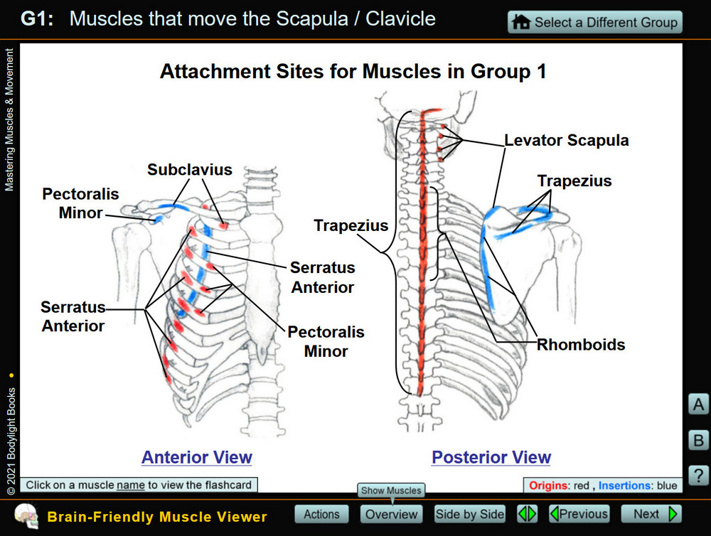 Overview of muscle attachments