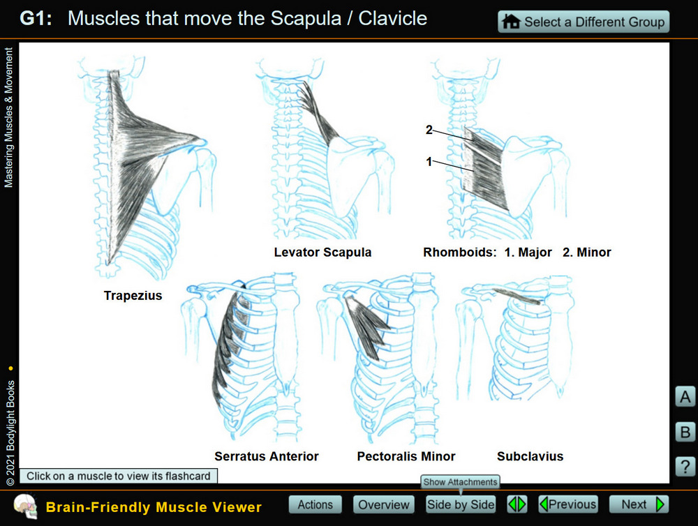 Side-by-side view of muscles