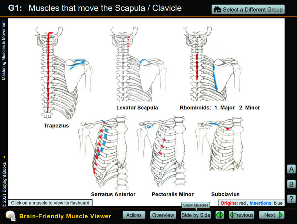 Side-by-side view of muscle attachments