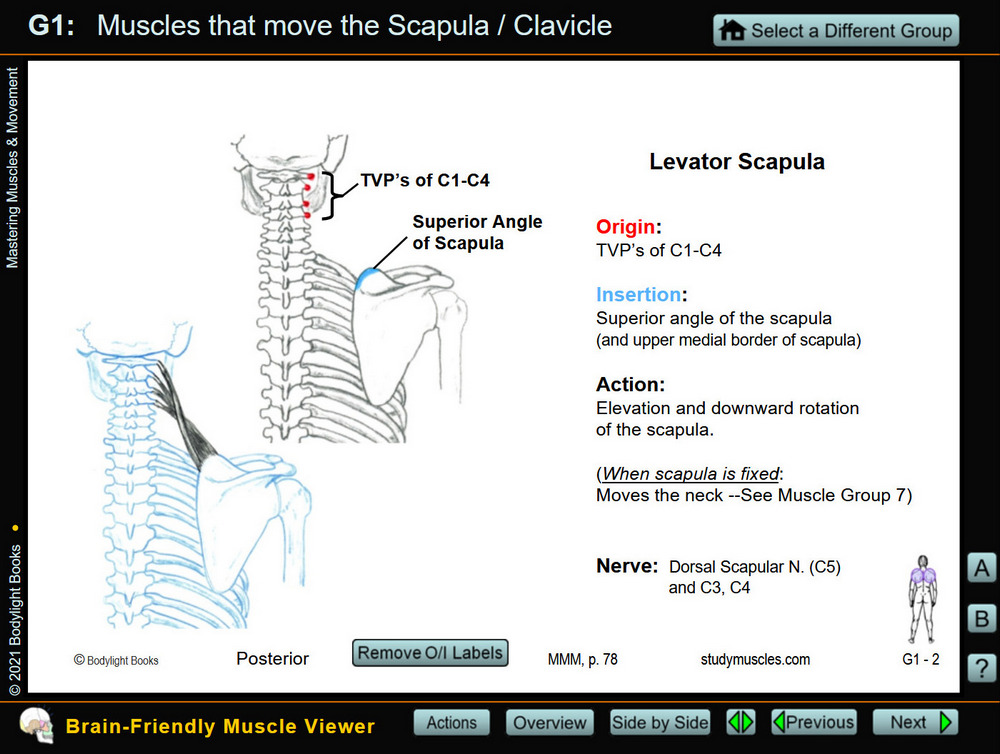 Individual muscle:  Levator Scapula<br>(user clicked "Show O/I Labels" button)