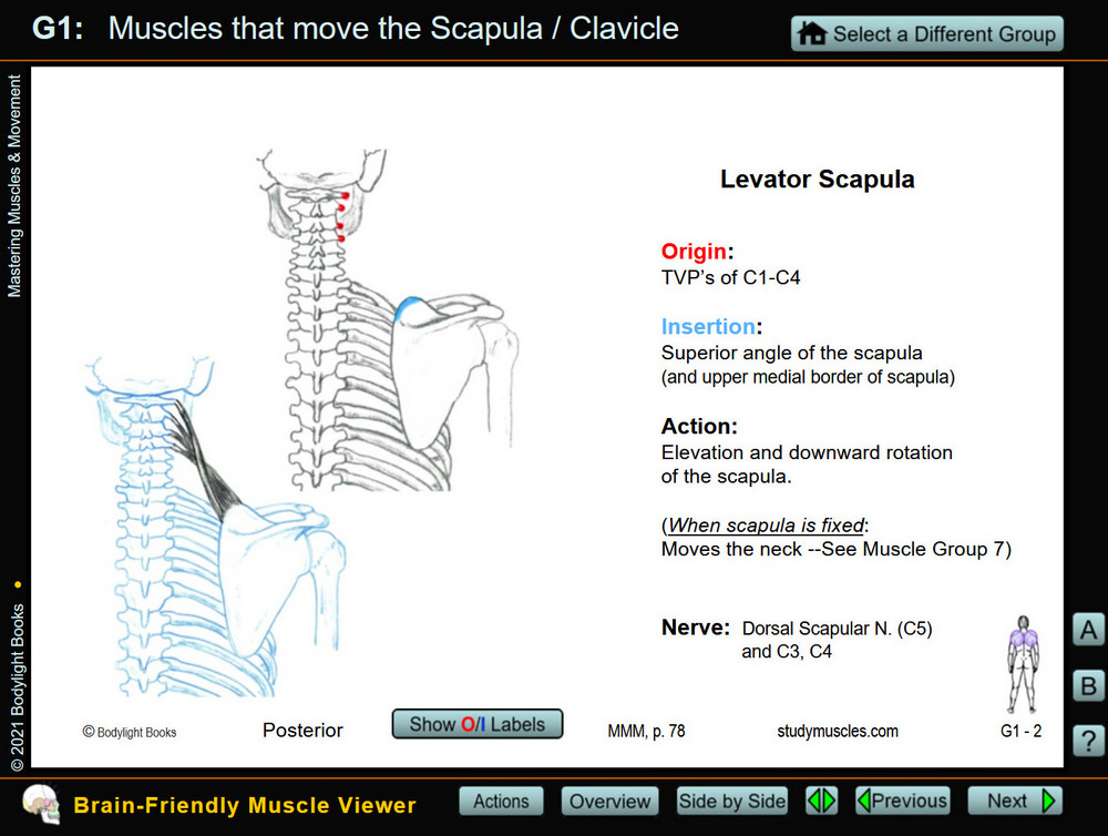 Individual muscle: Levator Scapula