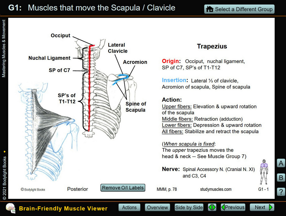 Individual muscle:  Trapezius<br>(user clicked "Show O/I Labels" button)
