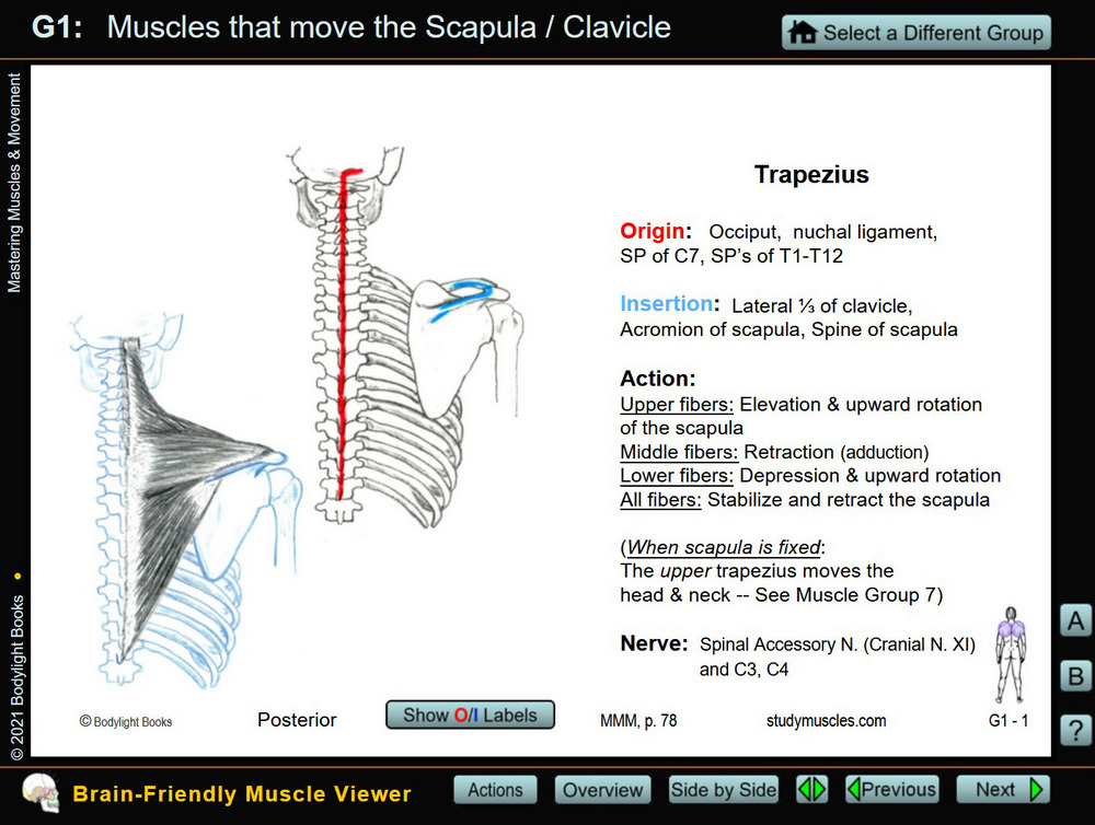 Individual muscle: Trapezius