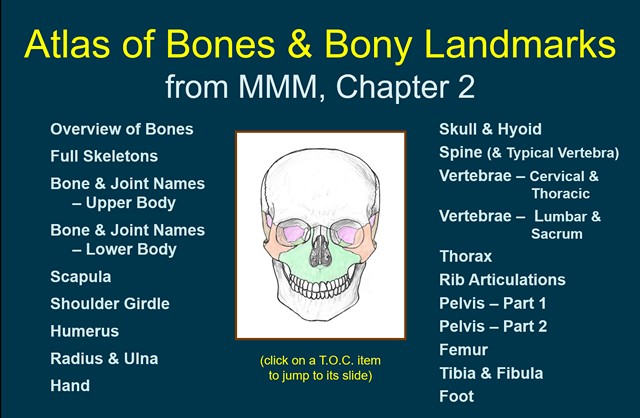 Bones & Bony Landmarks