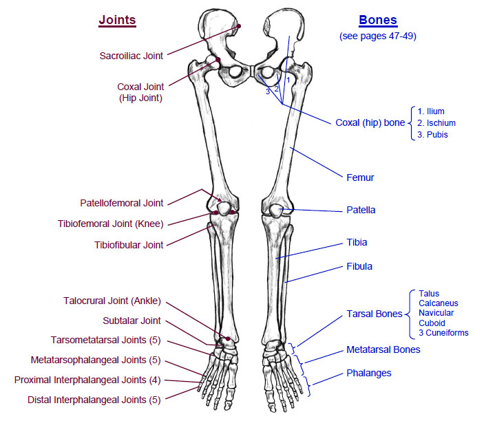 Bones of the Lower Extremity