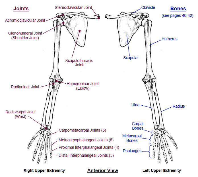 Bones of the Upper Extremity