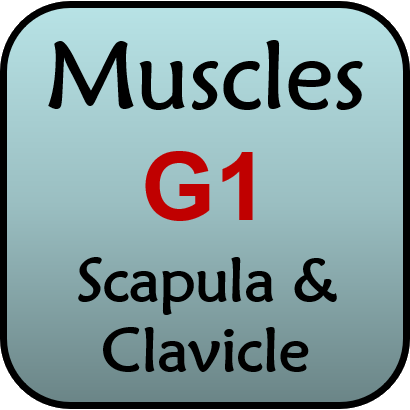 Flashcards for Muscle Group 1