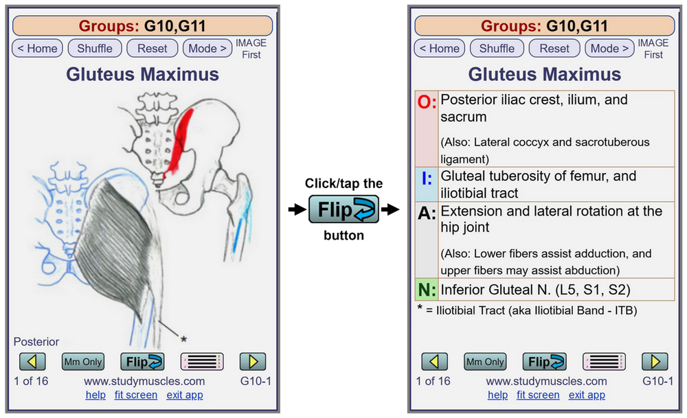 MusclePlus Flashcard Sample