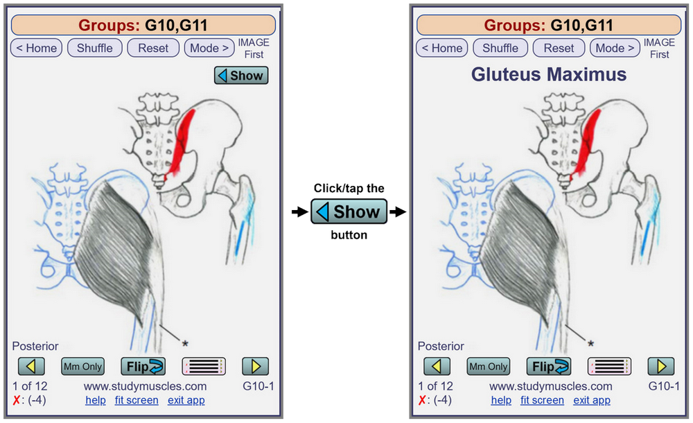 MusclePlus Flashcards: Initially hide the muscle <u>name</u>