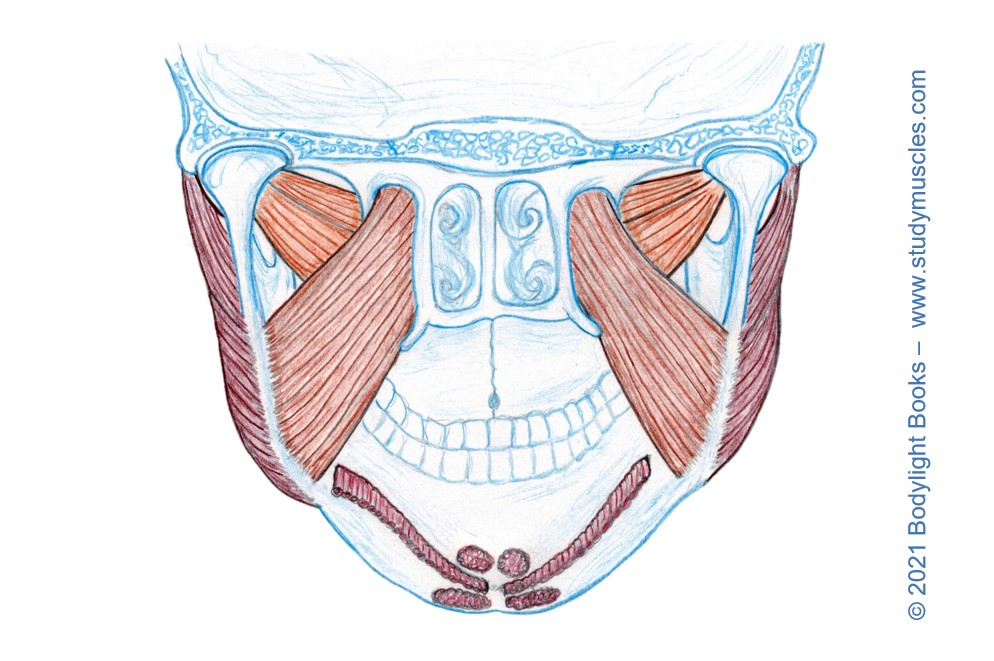 Muscles of the Face and Jaw