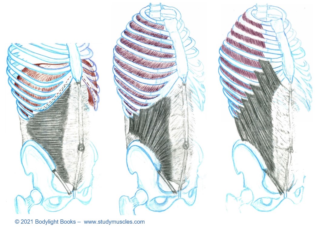 Muscles of the Thorax and Abdomen