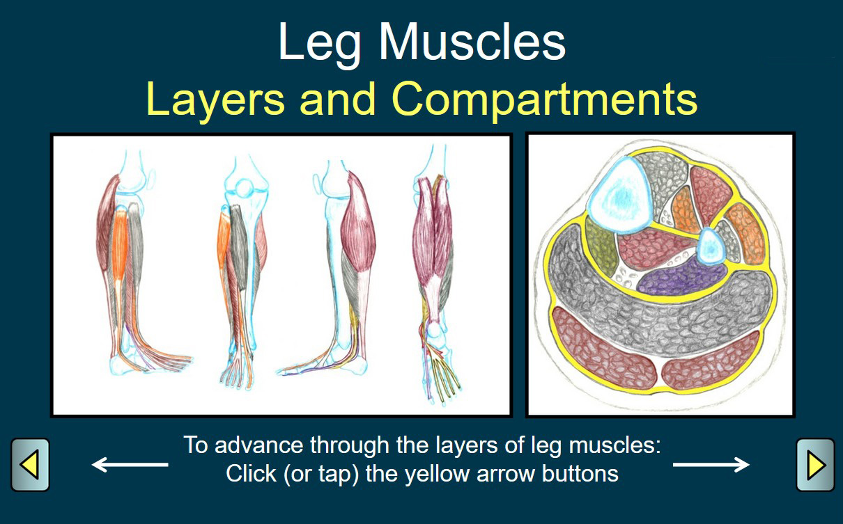 Leg Muscles - Layers and Compartments
