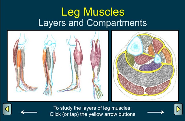 Leg Muscles - Layers