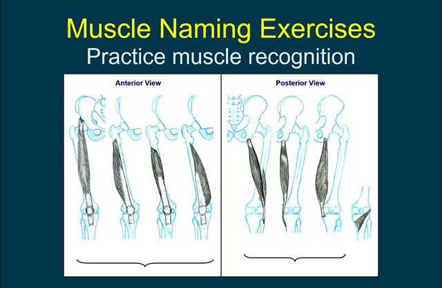 Muscle Naming Exercises