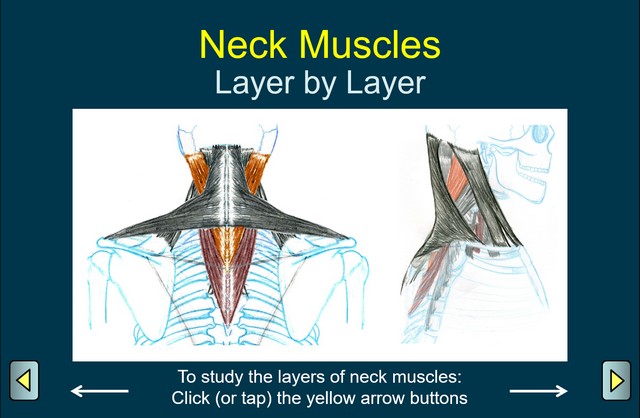 Neck Muscles - Layers