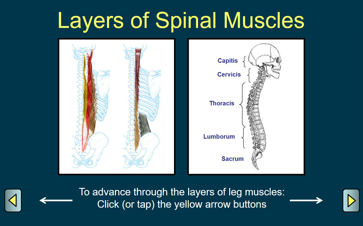 Spine Muscles - Layers