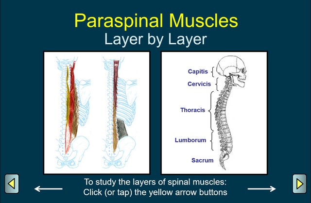 Paraspinal Muscles - Layers