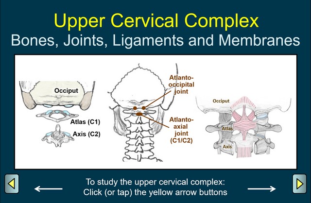 Upper Cervical Complex