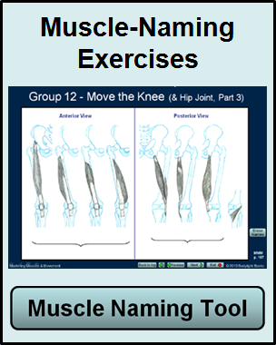 Muscle Namer Exercise