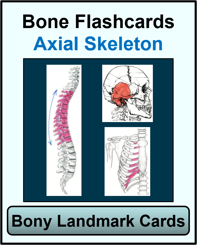 bone cards for axial skeleton