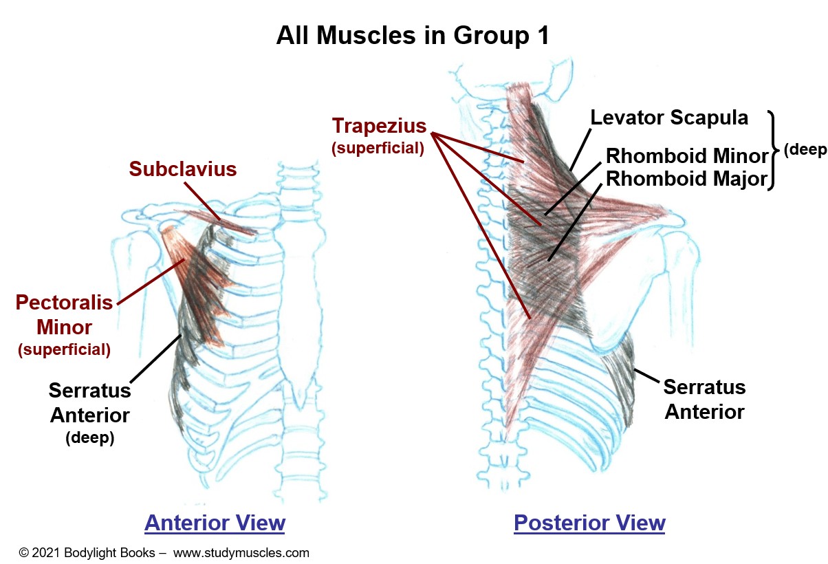 Group 1 - Muscles that move the Scapula/Clavicle