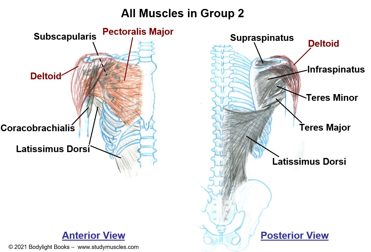 Group 2 - Muscles that move the Shoulder Joint