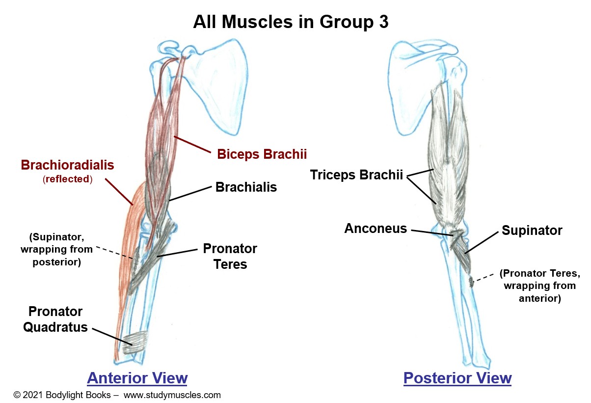 Group 3 - Muscles that move the Elbow and Forearm