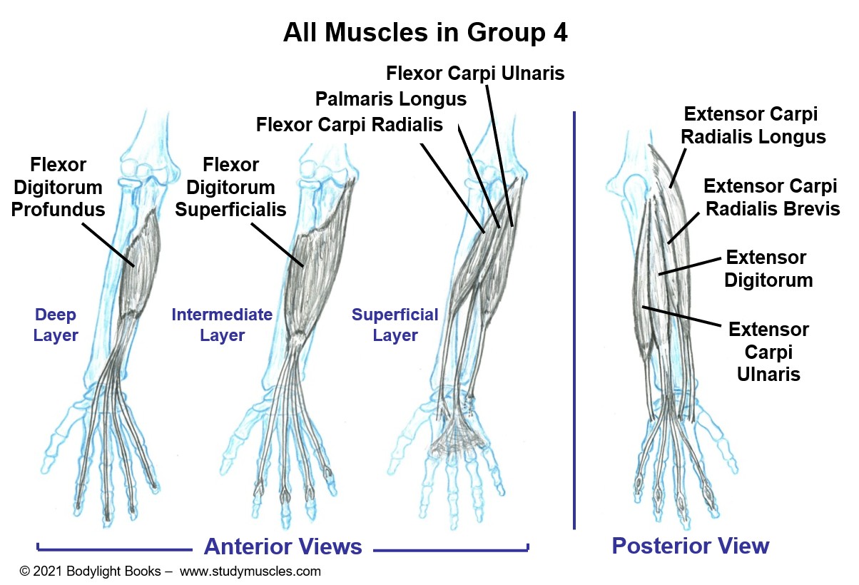 Group 4 - Muscles that move the Wrist, Hand and Fingers