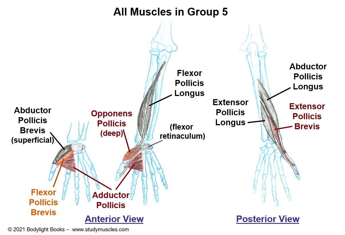 Group 5 - Muscles that move the Thumb