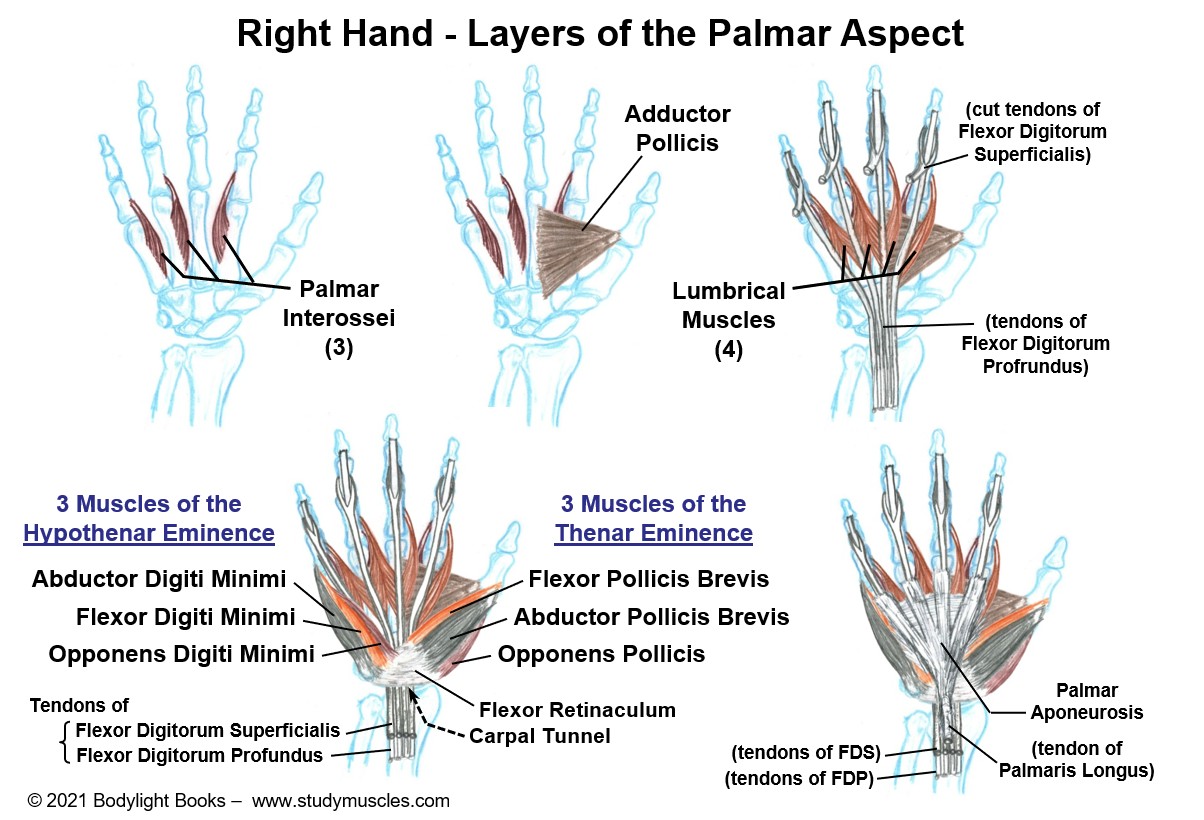 Intrinsic Muscles of the Hand