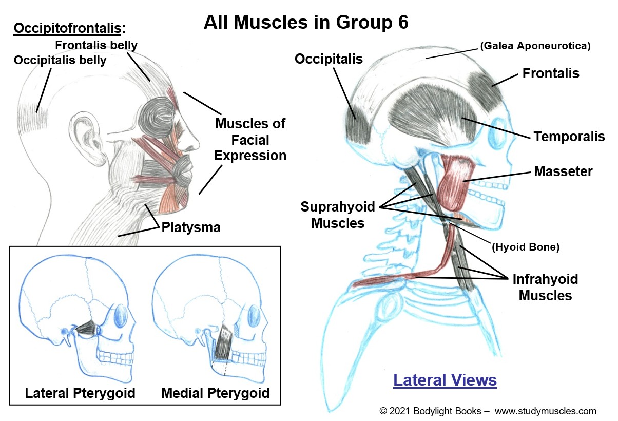Group 6 - Muscles that move the Face and Jaw