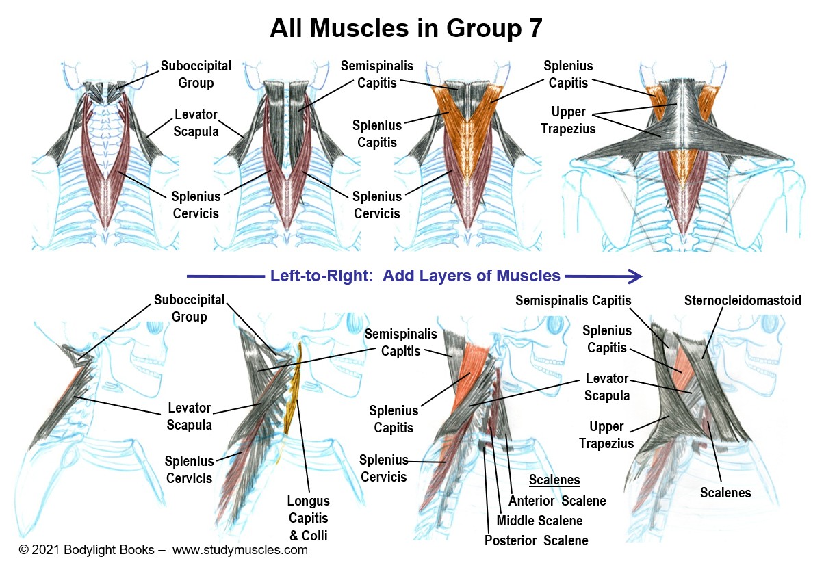 Group 7 - Muscles that move the Neck and Head