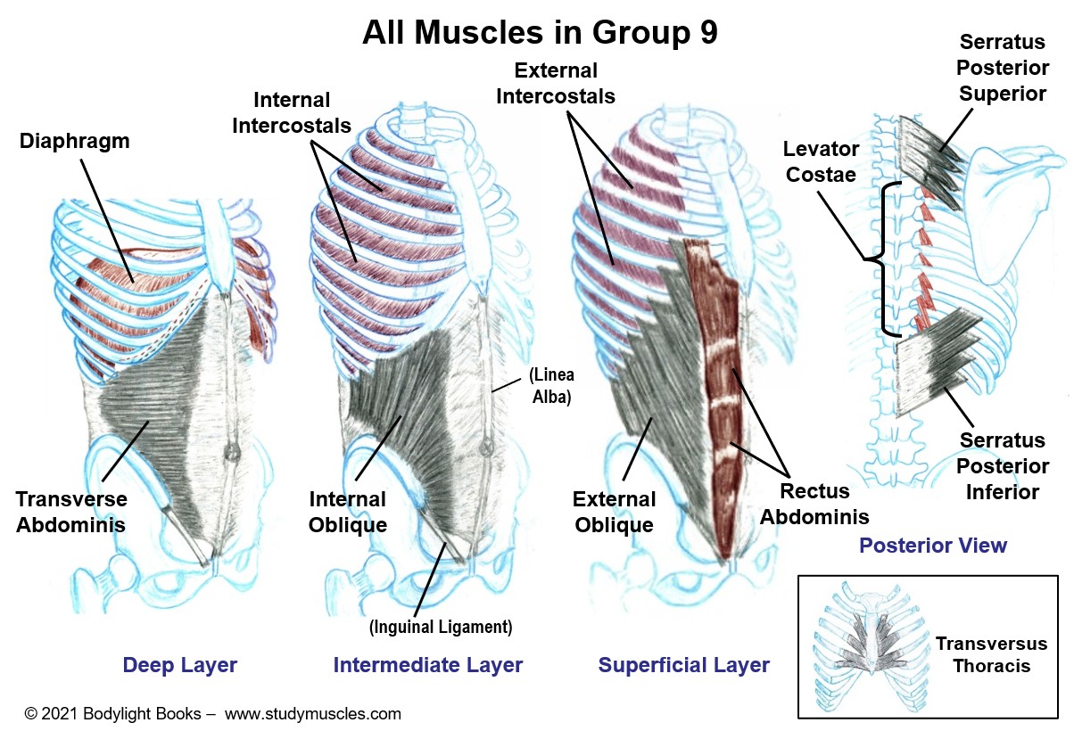Group 9 - Muscles that move the Thorax, Abdomen, and Breathing