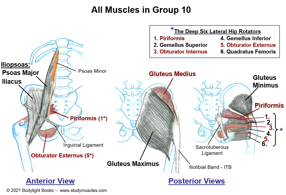 Group 10 - Muscles that move the Hip Joint (Part 1)