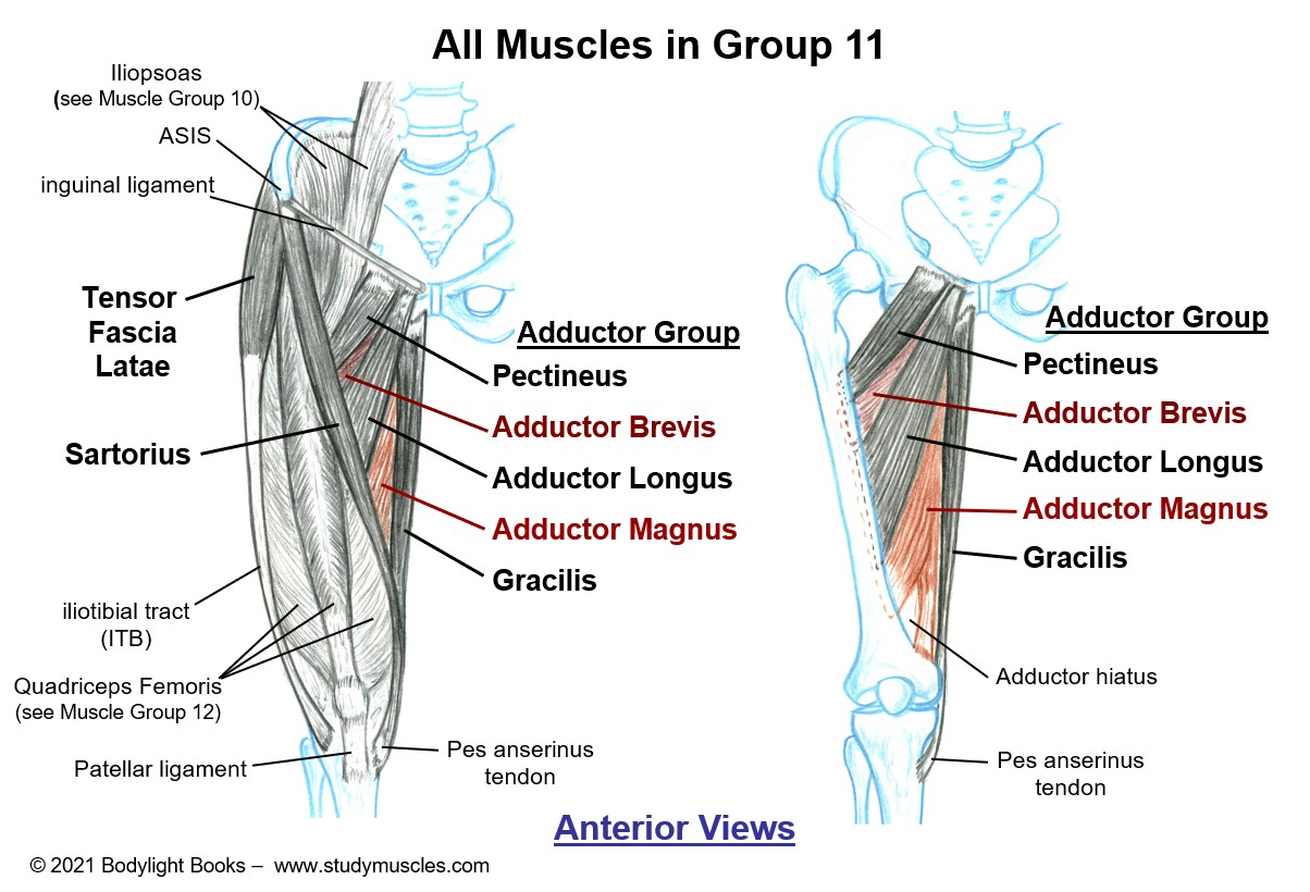 Group 11 - Muscles that move the Hip Joint (Part 2)