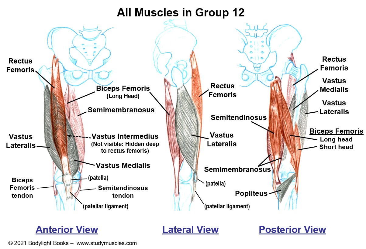 Group 12 - Muscles that move the Knee (and Hip Joint, Part 3)