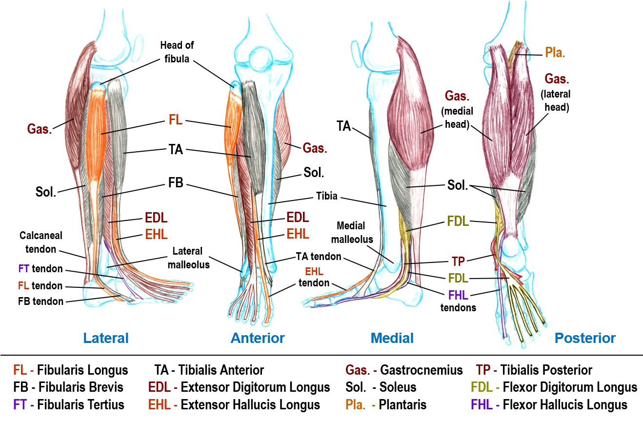 Group 13 - Muscles that move the Ankle, Foot and Toes