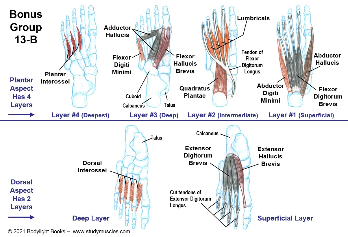 Intrinsic Muscles of the Foot